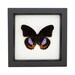 see more listings in the Framed BUTTERFLIES section