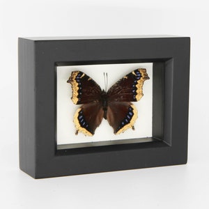Real Framed Butterfly Mourning Cloak Spring Butterfly Nymphalis antiopa 3.5x4.5