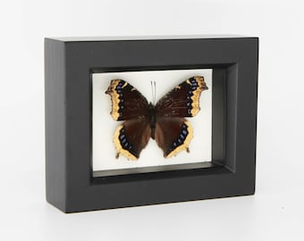 Real Framed Butterfly Mourning Cloak Spring Butterfly Nymphalis antiopa 3.5x4.5