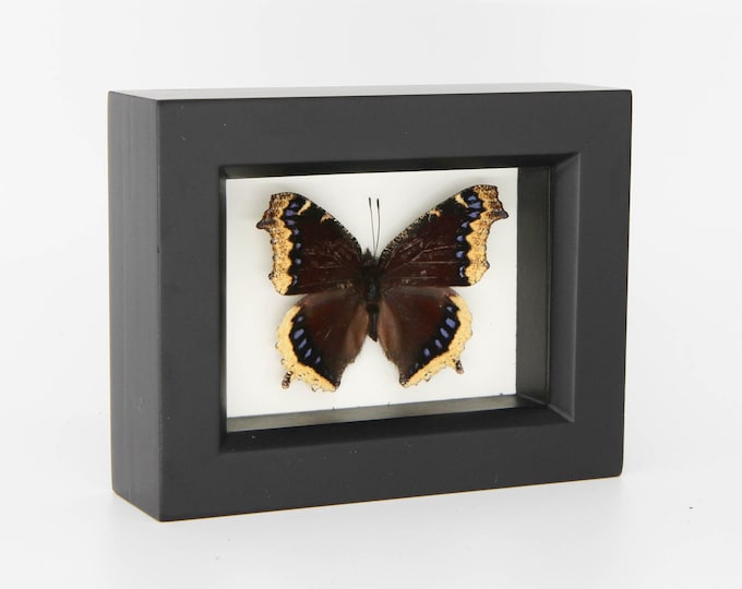 Real Mourning Cloak Butterfly Framed Taxidermy - Nymphalis Antiopa - Etsy