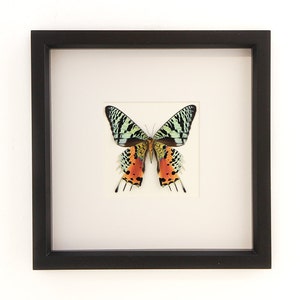 Real Framed Sunset Moth 9x9 Museum Mat Display Chrysiridia rhipheus