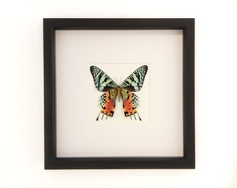 May include: A framed specimen of a Chrysiridia rhipheus moth, commonly known as a sunset moth, displayed in a square black frame. The moth features vibrant wings with patterns of iridescent light green, black, and bright orange-red colors.
