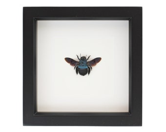 Framed Carpenter Bee Xylocopa Taxidermy Display 6x6