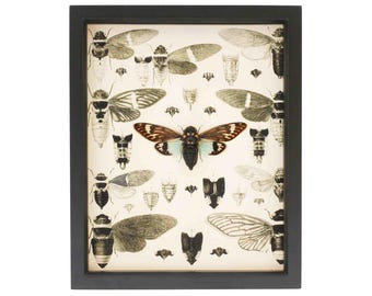May include: A black rectangular frame containing a print of various cicada illustrations. The central cicada is colored in shades of brown, black, and light blue, while the surrounding cicadas are depicted in monochrome black and white tones.