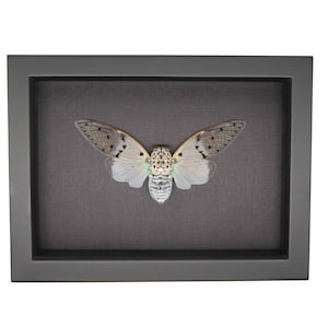 May include: A framed insect specimen of a cicada with brown, white, and green markings. The cicada is displayed on a dark gray background.