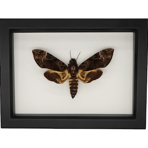 Real Framed Large Death Head Moth Acherontia lachesis 802