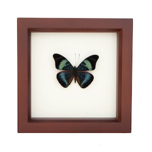 Framed Butterfly Shadowbox Red Flasher Display 6x6 image 1