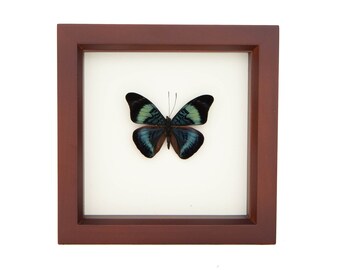 Framed Butterfly Shadowbox Red Flasher Display 6x6