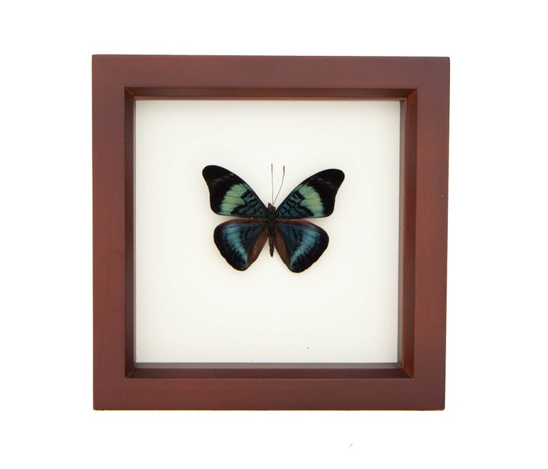 Framed Butterfly Shadowbox Red Flasher Display 6x6 image 1