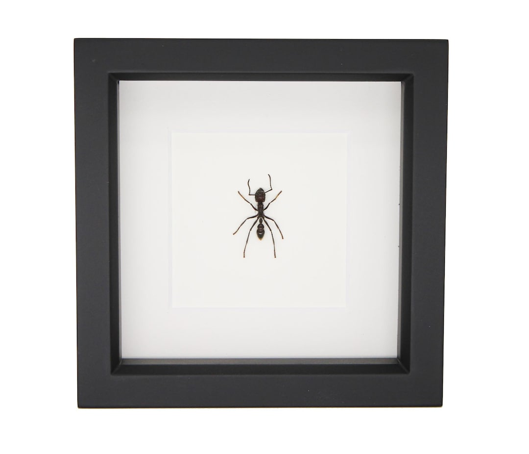 Real Framed Bullet Ant Display 6x6 UV Blocking Glass - Etsy