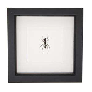 Real Framed Bullet Ant Display 6x6