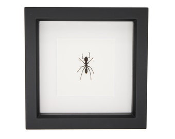 Real Framed Bullet Ant Display 6x6