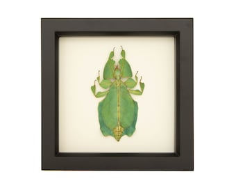 Wood Frame Insect Display Walking Leaf