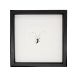 Framed Longhorn Beetle Unknown Species 9x9
