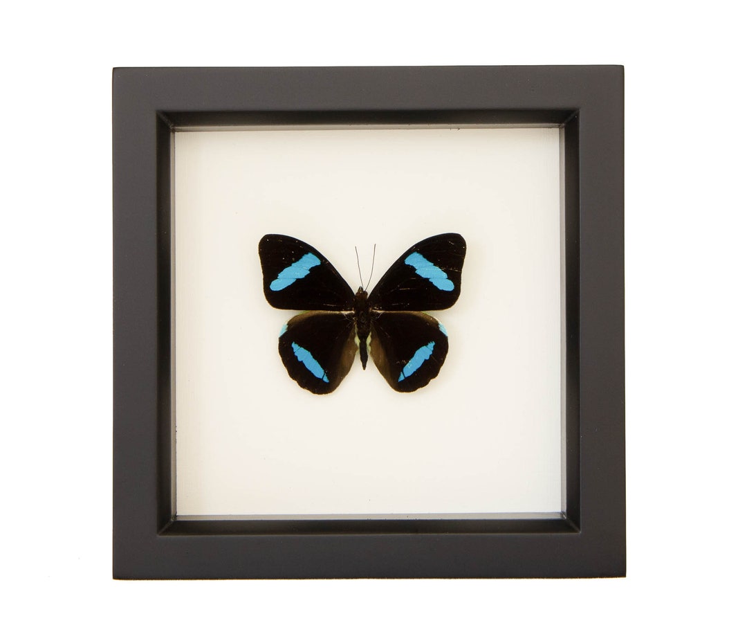 Framed Olivewing Butterfly Shadow Box Art Nessaea Hewitsoni 6x6 Etsy
