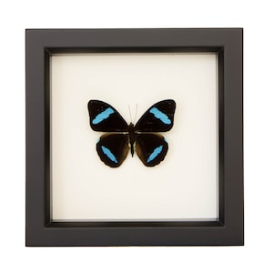 Framed Olivewing Butterfly Shadow Box Art Nessaea hewitsoni 6x6