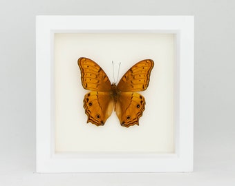 Cruiser Framed Butterfly Display Insect Taxidermy