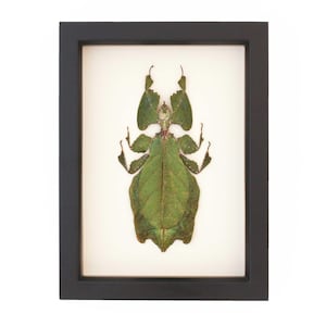 May include: A framed artwork featuring a preserved leaf insect, a species of katydid, in shades of green and brown. The insect is mounted on a white background within a black frame, creating a striking contrast. The artwork is a unique piece of natural history.