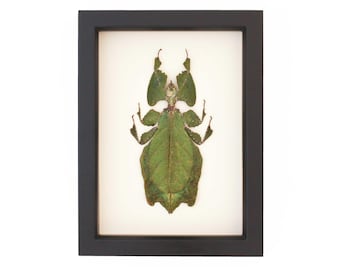 Real Framed Walking Leaf 6x8 inch Display Phyllium Giganteum UV Blocking Glass