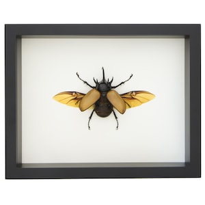 Framed Rhino Beetle EUPATORUS GRACILICORNIS Museum Display