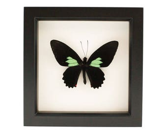 Butterfly Taxidermy Emerald Heart Cattle heart Display