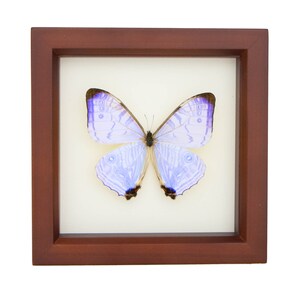 Real Blue Morpho Pearl SULKOWSKI framed butterfly display 6x6 image 2