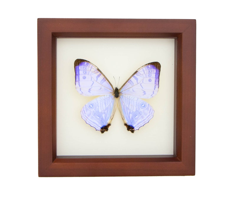 Real Blue Morpho Pearl SULKOWSKI framed butterfly display 6x6 image 2