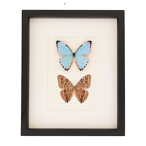 Blue Morpho Butterflies Art Front and Back of Butterfly 9x11
