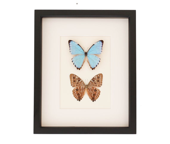 530 Best Butterfly Art ideas  butterfly art, butterfly, beautiful