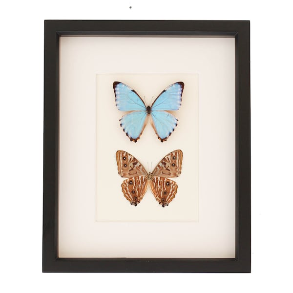 Blue Morpho Butterflies Art Front and Back of Butterfly 9x11