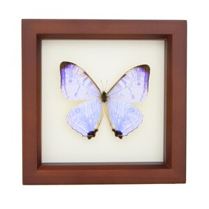 Framed Morpho Butterfly Decor Display 6x6 UV blocking Glass image 3