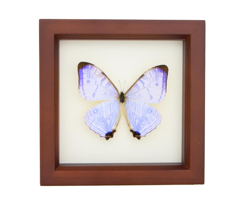 Framed Morpho Butterfly Decor Display 6x6 UV blocking Glass image 3