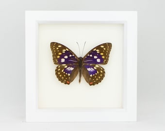 Butterfly Art Purple Japanese Emperor Insect Box Display Sasakia charonda