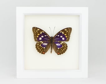 May include: A framed butterfly specimen centered in a square white wooden shadow box. The butterfly features dark brown wings with iridescent purple patches, white spots, and small orange markings near the lower edges, displayed against a white background.