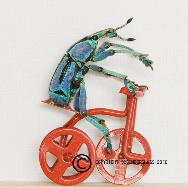 Framed Beetle Riding a Tricycle Insect Art