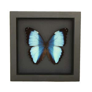 May include: A preserved Morpho butterfly specimen displayed inside a square black wooden frame. The butterfly features vibrant iridescent blue wings with wide black borders and small white spots along the outer edges, set against a black background.