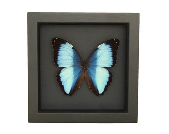 Framed Blue Banded Morpho Shadowbox with Black Background 6x6