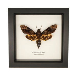 Framed Death Head Moth Display Acherontia lachesis UV Blocking Glass