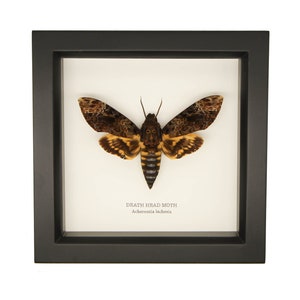 Framed Death Head Moth Display Acherontia lachesis UV Blocking Glass