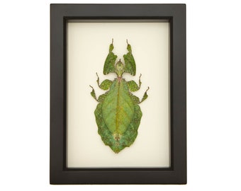 Real Framed Insect Display Walking Leaf Taxidermy Phyllium giganteum 6x8