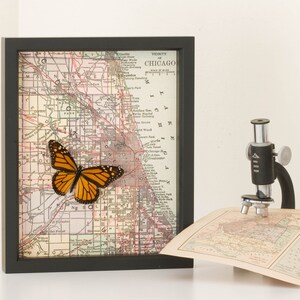 Puede incluir: Un mapa vintage enmarcado de Chicago con un esp&eacute;cimen de mariposa montado en el mapa. El mapa est&aacute; en blanco y negro con acentos rojos y azules. La mariposa es naranja y negra.