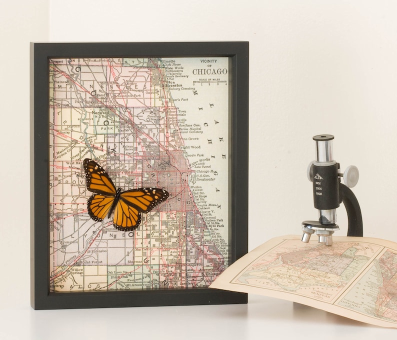 Puede incluir: Un mapa vintage enmarcado de Chicago con un esp&eacute;cimen de mariposa montado en el mapa. El mapa est&aacute; en blanco y negro con acentos rojos y azules. La mariposa es naranja y negra.