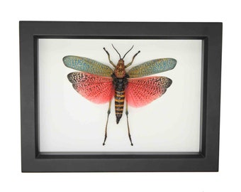 Real Framed Red Grasshopper Phymateus saxosus 6x8 Display