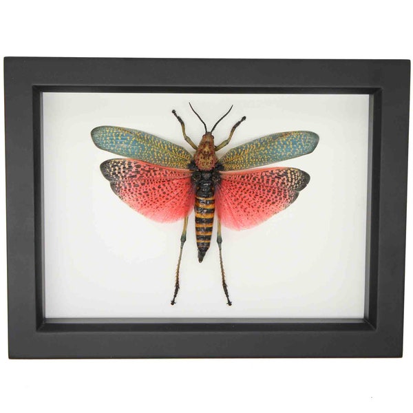Real Framed Red Grasshopper Phymateus saxosus 6x8 Display