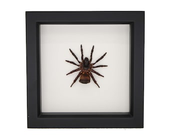 Framed Chinese hourglass spider cyclocosmia ricketti 6x6