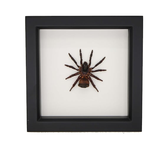 Framed Chinese hourglass spider cyclocosmia ricketti 6x6 - Etsy 日本