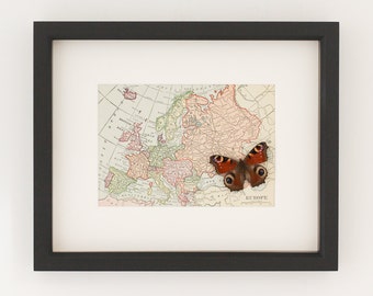 Framed Vintage Map of Europe with real native butterfly natural history display