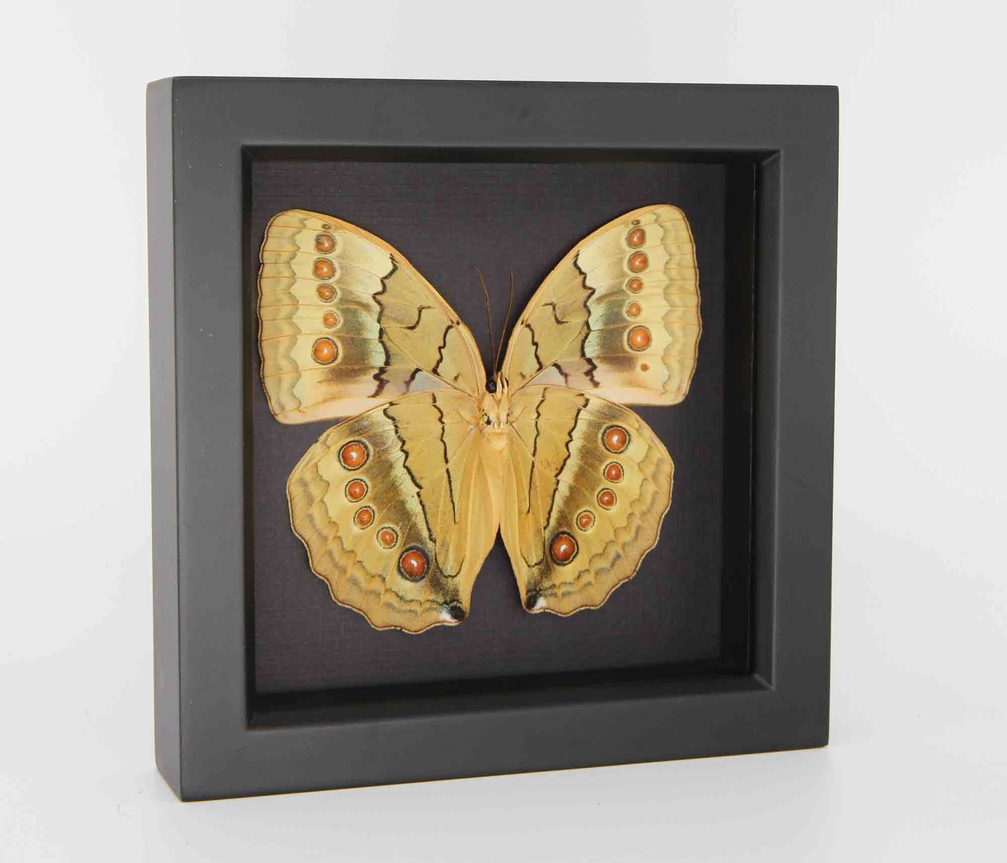 Framed Jungle Queen Butterfly Stichophthalma Suffusa Tonkiniana