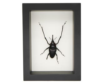 DISCOUNTED Framed Bamboo Weevil Cyrtotrachelus buqueti Missing part of leg