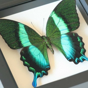 Peacock Swallowtail Framed Butterfly Art Display Papilio blumei 6x6